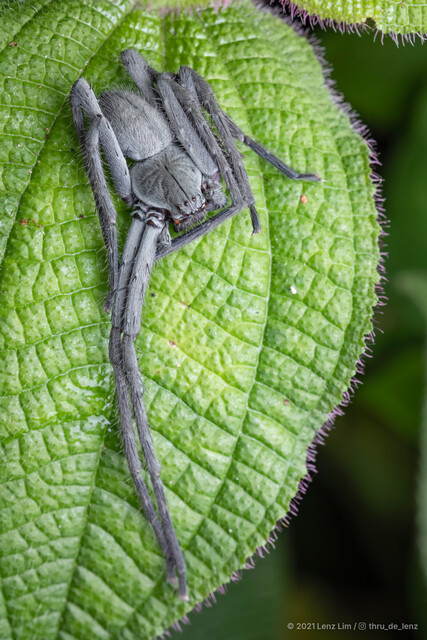 Gnathopalystes sp. "Chequered Flag" • © Lenz Lim • All Rights Reserved ♂ Adult Habitus Dorsal