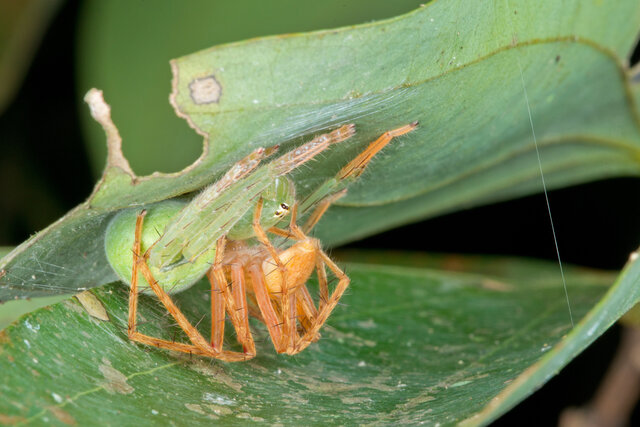 Gnathopalystes sp. "Jade" • © Nicky Bay • All Rights Reserved ♂ Adult Habitus Dorsal Mating Multiple
