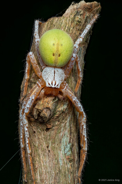 Gnathopalystes sp. "Moldy Green" • © Janice Ang • All Rights Reserved ♀ Adult Habitus Dorsal