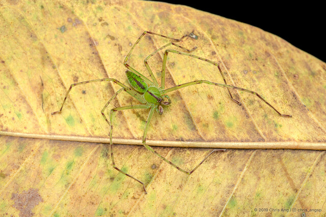 Gnathopalystes sp. "Slender Green" • © Chris Ang • All Rights Reserved ♂ Adult Habitus Dorsal