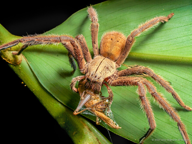 Gnathopalystes kochi • © Amir Ridhwan M Ghazali • All Rights Reserved ♀ Adult Habitus Prosoma Dorsal