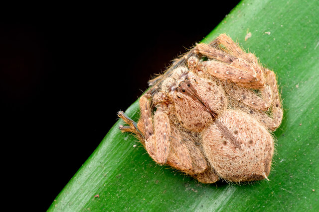 Heteropoda sp. "Broad-banded Pale" • © Nicky Bay • All Rights Reserved ♀ Adult Habitus Dorsal