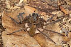 Heteropoda sp. "Clouded Monitor"
