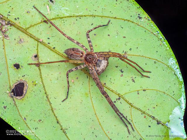 Heteropoda sp. "Diffuse-lined Unicorn" • © Nicky Bay • All Rights Reserved ♀ Adult Habitus Dorsal