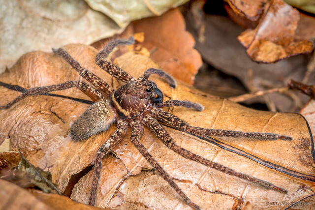 Heteropoda sp. "False Black Jaw" • © Joseph K H Koh • All Rights Reserved ♀ Adult Habitus Dorsal