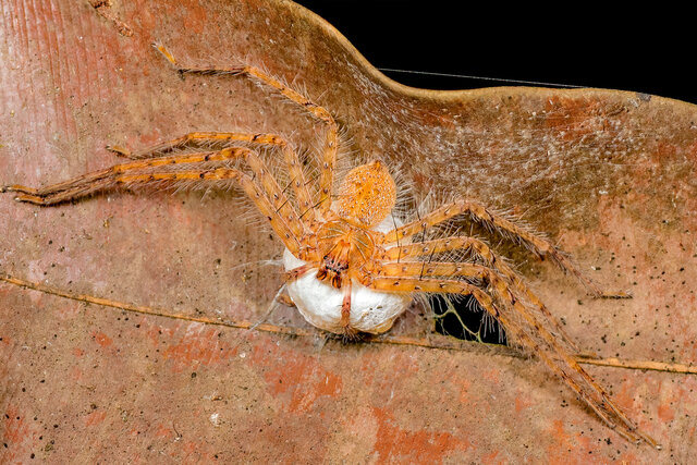 "Heteropoda" sp. "Lined Carapace" • © Nicky Bay • All Rights Reserved ♀ Adult Habitus Dorsal Egg(s)/Egg Sac(s)