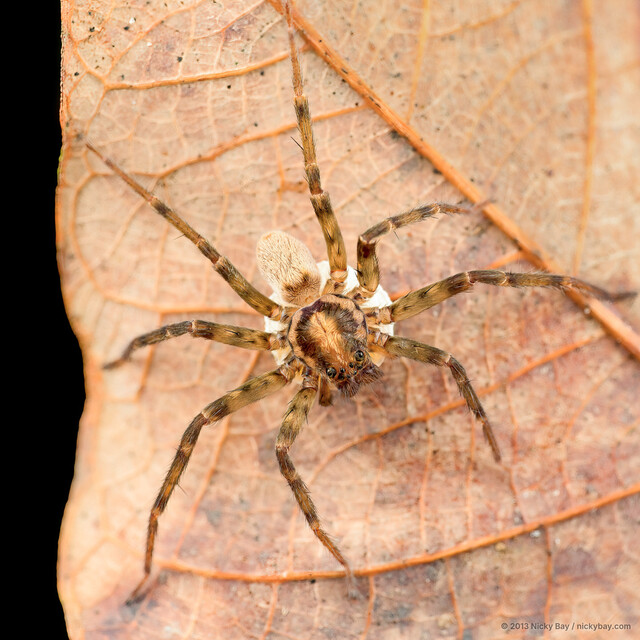 Heteropoda sp. "Pale Horse-shoe" • © Nicky Bay • All Rights Reserved ♀ Adult Habitus Dorsal Egg(s)/Egg Sac(s)