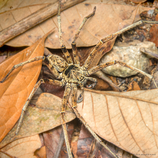 Heteropoda sp. "Pale" • © Joseph K H Koh • All Rights Reserved ♂ Adult Habitus Dorsal