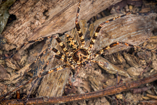 Heteropoda sp. "Small Banded Legs" • © Joseph K H Koh • All Rights Reserved ♂ Adult Habitus Dorsal