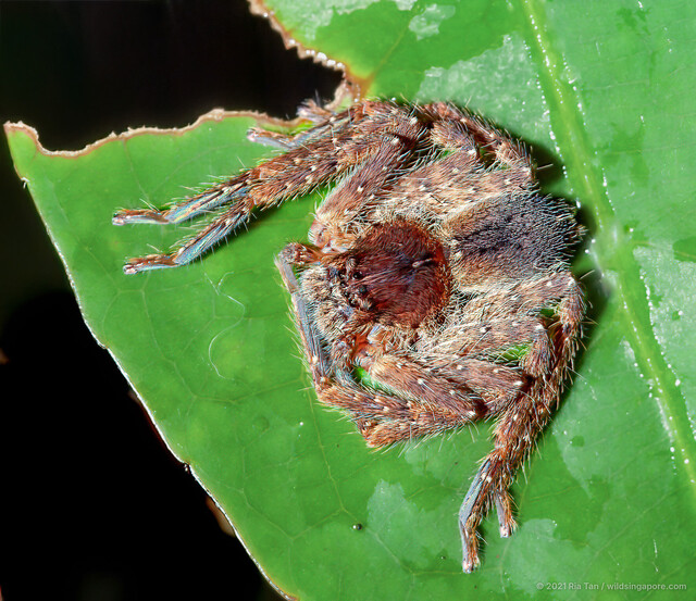 Heteropoda sp. "Spiny" • © Ria Tan • All Rights Reserved ♀ Adult Habitus Dorsal