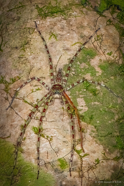 Heteropoda boiei • © Joseph K H Koh • All Rights Reserved ♂ Adult Habitus Dorsal