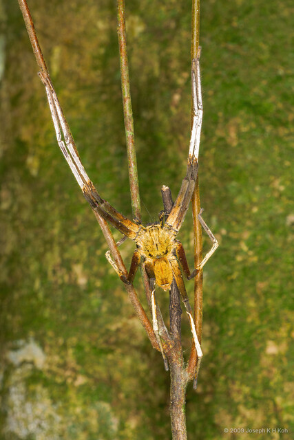 Heteropoda borneensis • © Joseph K H Koh • All Rights Reserved ♂ Adult Habitus Dorsal