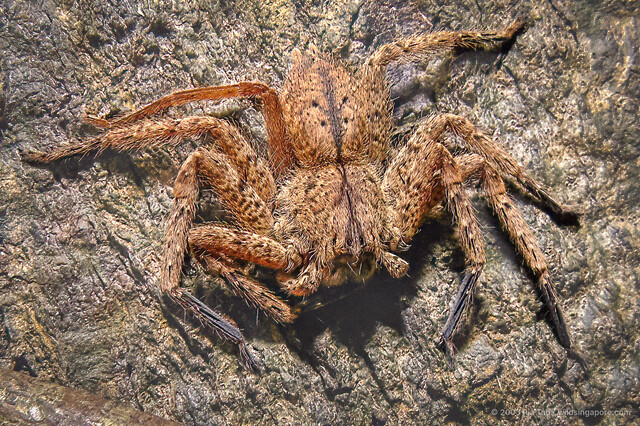 Heteropoda christae • © Ria Tan • All Rights Reserved ♀ Adult Habitus Dorsal