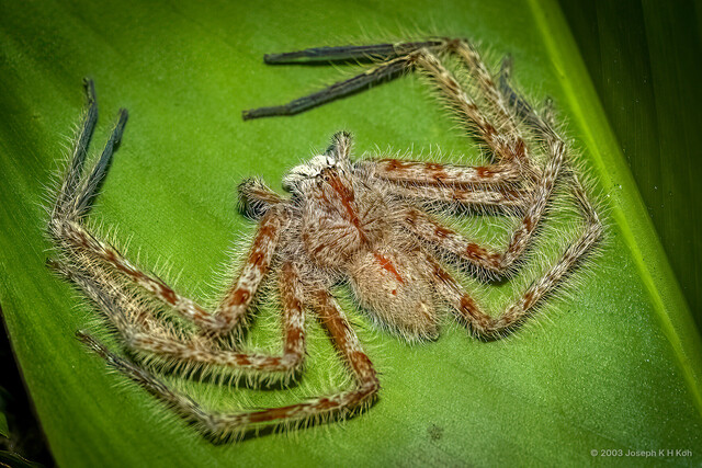 Heteropoda davidbowie • © Joseph K H Koh • All Rights Reserved ♂ Adult Habitus Dorsal