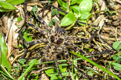 Heteropoda jaegerorum Jäger, 2008