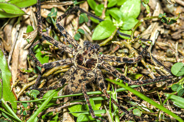 Heteropoda jaegerorum • © Joseph K H Koh • All Rights Reserved ♂ Adult Habitus Dorsal