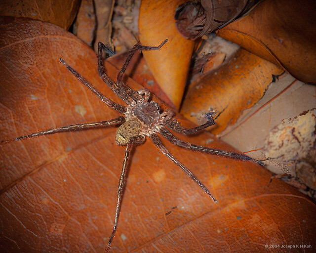 Heteropoda laai • © Joseph K H Koh • All Rights Reserved ♂ Adult Habitus Dorsal