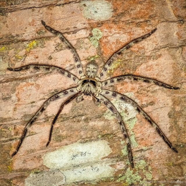 Heteropoda lunula • © Chris Ang • All Rights Reserved ♂ Adult Habitus Dorsal