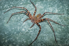 Heteropoda natans Jäger, 2005
