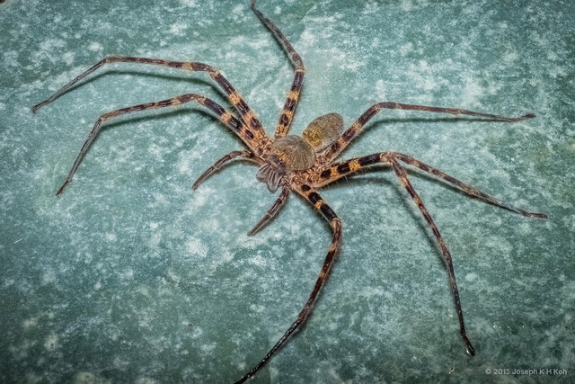 Heteropoda natans • © Joseph K H Koh • All Rights Reserved ♀ Adult Habitus Dorsal