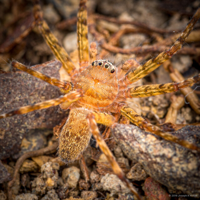 Heteropoda singaporensis • © Joseph K H Koh • All Rights Reserved ♀ Adult Habitus Dorsal