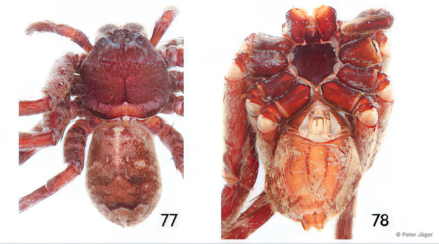 Heteropoda strandi • © Peter Jäger • All Rights Reserved ♀ Adult Habitus Dorsal Ventral