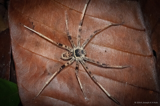 Heteropoda tetrica • © Joseph K H Koh • All Rights Reserved ♂ Adult Habitus Dorsal