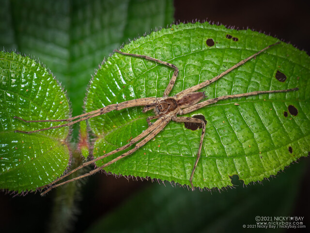 Heteropoda tutula • © Nicky Bay • All Rights Reserved ♂ Adult Habitus Dorsal