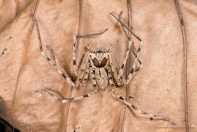 Heteropoda venatoria • © Nicky Bay • All Rights Reserved ♂ Adult Habitus Dorsal