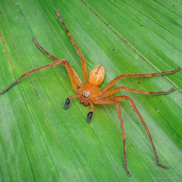 Olios sp. "Common Yoga" • © Joseph K H Koh • All Rights Reserved ♂ Adult Habitus Dorsal