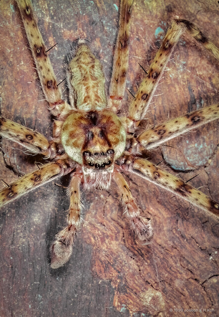 Pandercetes sp. "Common Lichen" • © Joseph K H Koh • All Rights Reserved ♂ Adult Habitus Dorsal