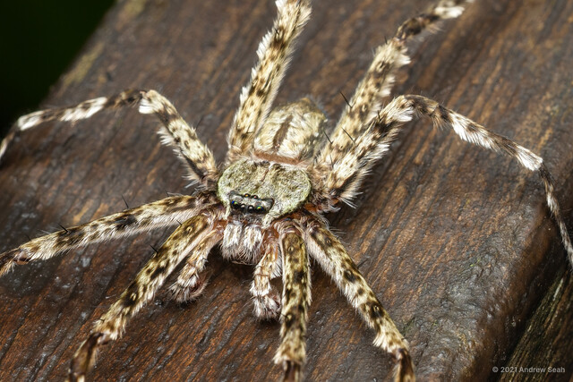 Pandercetes sp. "Fringe-legged" • © Andrew Seah • All Rights Reserved ♂ Adult Habitus Dorsal