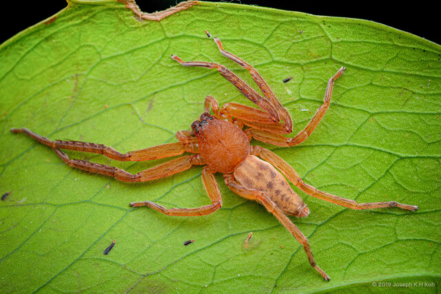 Stasina planithorax • © Joseph K H Koh • All Rights Reserved ♀ Adult Habitus Dorsal
