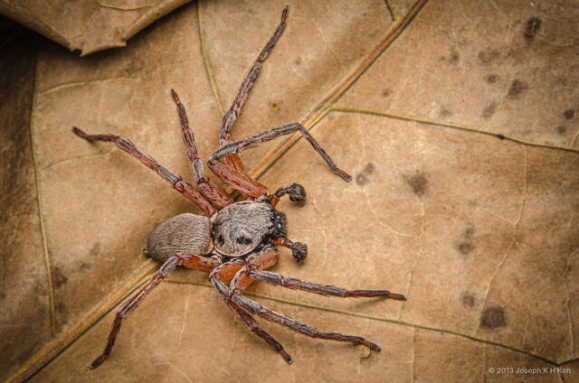 Thelcticopis sp. "Black-jawed" • © Joseph K H Koh • All Rights Reserved ♂ Adult Habitus Dorsal