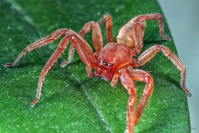 Thelcticopis sp. "Orangish" • © David Court • All Rights Reserved ♀ Adult Habitus Anterior Eyes