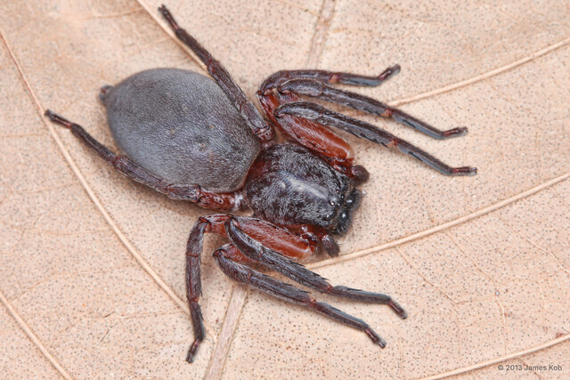Thelcticopis sp. "Stout-legged" • © James Koh • All Rights Reserved ♀ Adult Habitus Dorsal