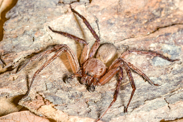 Thelcticopis sp. "Tawny" • © Joseph K H Koh • All Rights Reserved ♂ Adult Habitus Dorsal