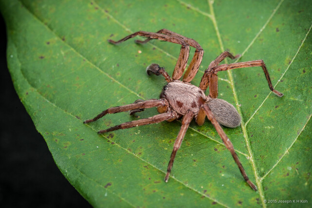 Thelcticopis sp. "Whip Embolus" • © Joseph K H Koh • All Rights Reserved ♂ Adult Habitus Dorsal