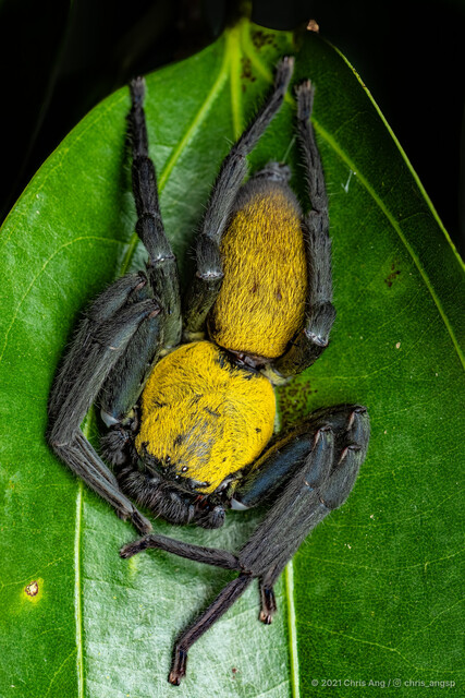 Thelcticopis orichalcea • © Chris Ang • All Rights Reserved ♂ Adult Habitus Dorsal