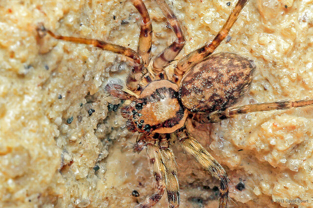 Tiomaniella ladam • © David Court • All Rights Reserved ♀ Adult Habitus Dorsal