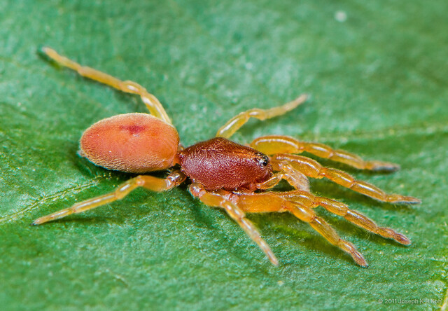 Colopea sp. "Brunei" • © Joseph K H Koh • All Rights Reserved ♀ Adult Habitus Dorsal