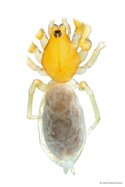 Colopea malayana • © David Court • All Rights Reserved ♂ Adult Habitus Dorsal