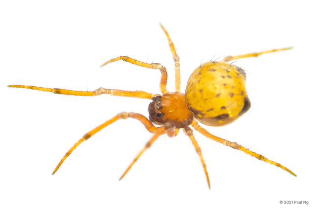 Crassignatha sp. "Yellow Dwarf" • © Paul Ng • All Rights Reserved ♀ Adult Habitus Dorsal