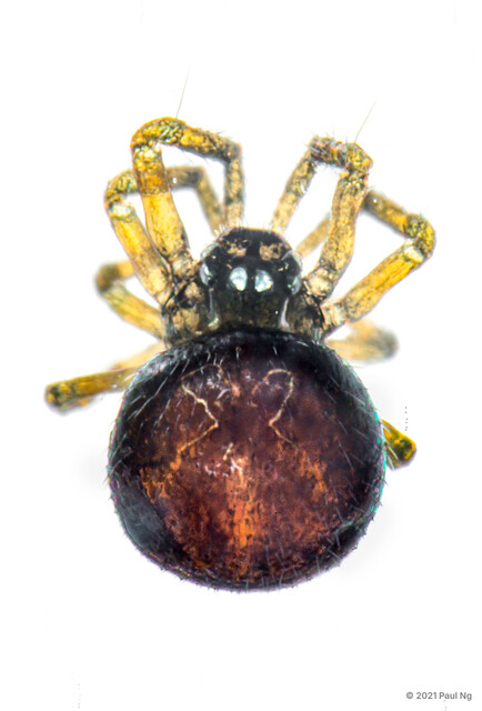 Patu sp. "Black Dwarf" • © Paul Ng • All Rights Reserved ♀ Adult Habitus Dorsal