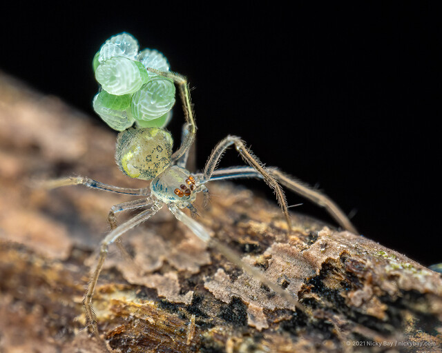 Tekellina sp. "Blue-ringed" • © Nicky Bay • All Rights Reserved ♀ Adult Habitus Dorsal Egg(s)/Egg Sac(s)