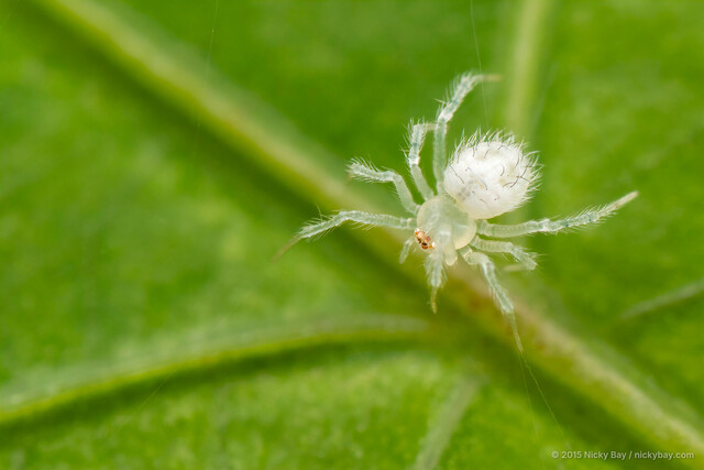 "Tekellina" sp. "White Hairy" • © Nicky Bay • All Rights Reserved ♀ Adult Habitus Dorsal