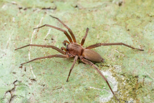 Systaria sp. "Singapore" • © Nicky Bay • All Rights Reserved ♂ Adult Habitus Dorsal