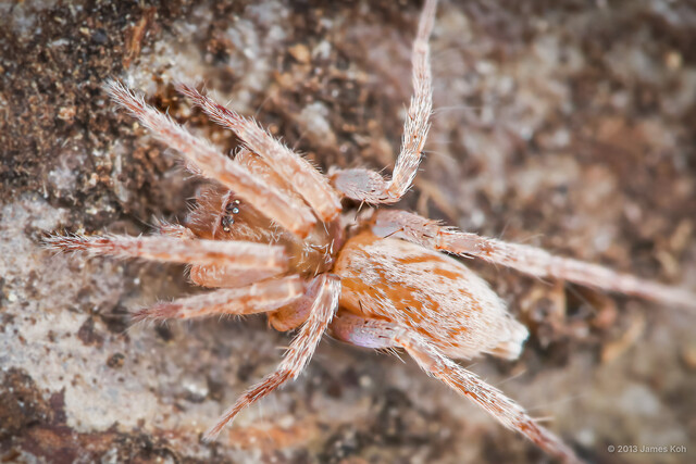 Tamin sp. "Small-eyed Prowling" • © James Koh • All Rights Reserved ♀ Adult Habitus Dorsal