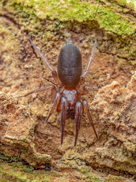 Xantharia murphyi • © Nicky Bay • All Rights Reserved ♀ Adult Habitus Dorsal