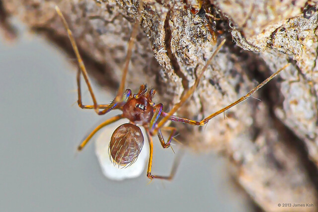 Telemofila fabata • © James Koh • All Rights Reserved ♀ Adult Habitus Dorsal Egg(s)/Egg Sac(s)